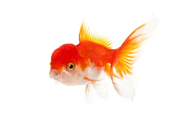 Fancy Goldfish Types