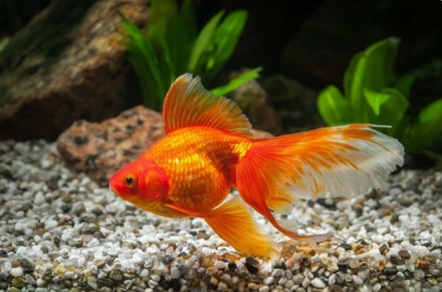 Ryukin goldfish
