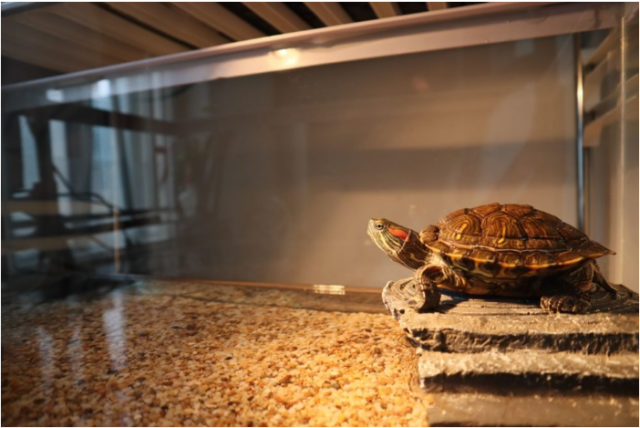 turtle tank light