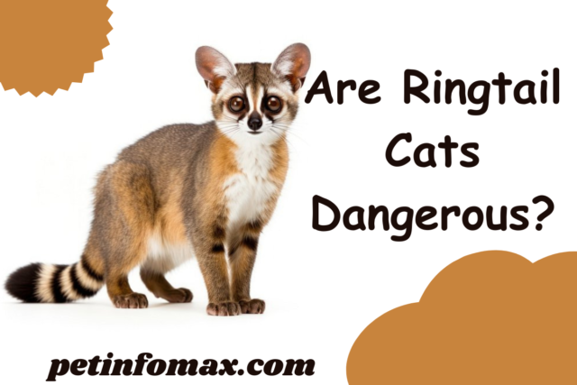 Are Ringtail Cats Dangerous?