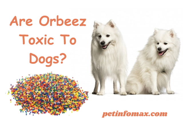 Are Orbeez Toxic To Dogs