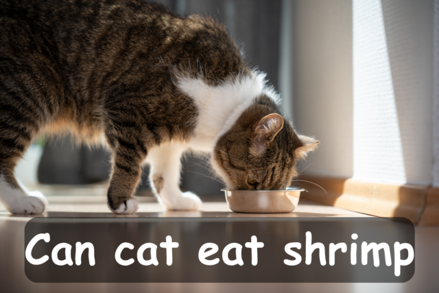 Can cats eat shrimp