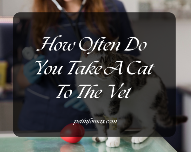How Often Do You Take A Cat To The Vet